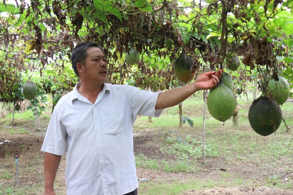 Mô hình trồng gấc của người dân thôn 11 cho hiệu quả kinh tế. 