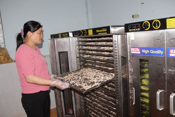 Một cơ sở sấy củ, quả tươi quy mô nhỏ ở trên địa bàn thị trấn Ea Drăng (huyện Ea H'leo).   