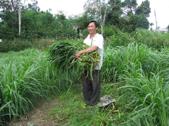 Đồng cỏ được trồng đúng kỹ thuật, xanh tốt của nông dân Ea Kar. (Ảnh nhân vật cung cấp)