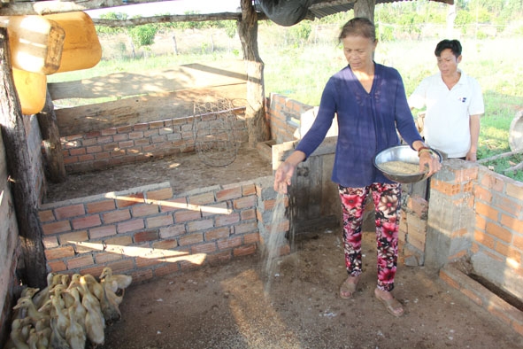 Bà Mai Thu Thủy chăm sóc đàn vịt của gia đình.