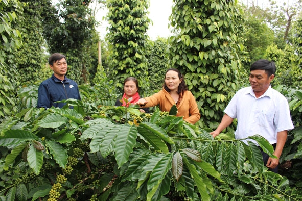 Một mô hình sản xuất cà phê bền vững của HTX Nông nghiệp Công Bằng Thuận Phát (xã Ea Ngai). 