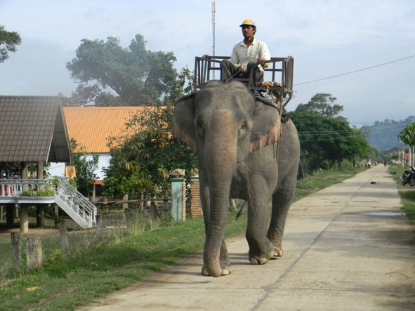 Voi nhà Y Sâm ở buôn M'Liêng, huyện Lắk trên đường đến Khu du lịch Hồ Lắk đón khách.  