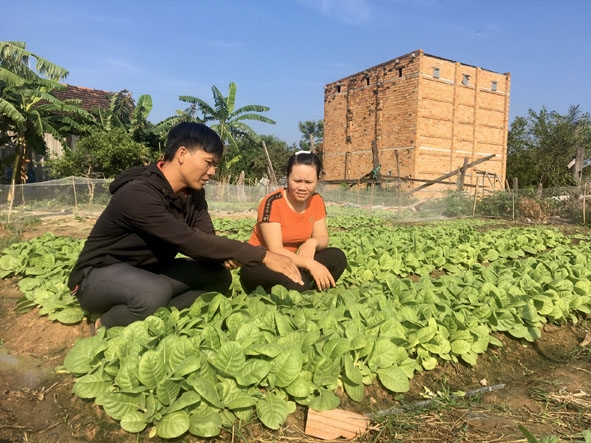 Cán bộ kỹ thuật Công ty TNHH Long Hà (bên trái) hướng dẫn người dân  chăm sóc cây thuốc lá. 