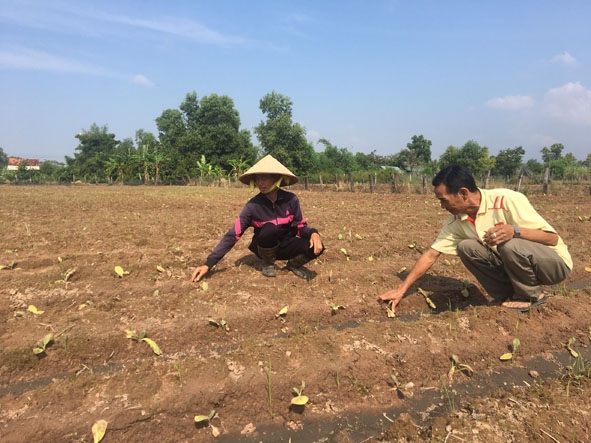 Gia đình bà Hoàng Thị Nhung (thôn 14A, xã Ya Tờ Mốt) chăm sóc cây thuốc lá mới trồng.