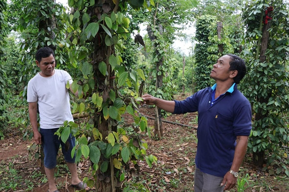 Nông dân xã Dliê Yang (huyện Ea H’leo) áp dụng khoa học kỹ thuật, canh tác hiệu quả cây tiêu.   Ảnh: H. Gia