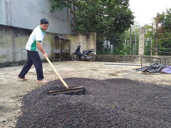 Ông Tại phơi nông sản sau khi thu hoạch.   