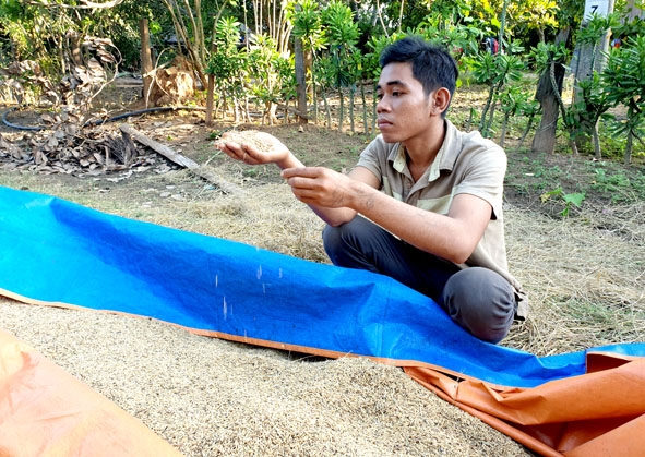 Lúa nhà anh Y Dami Knul phải thu sớm do voi rừng giẫm phá.   