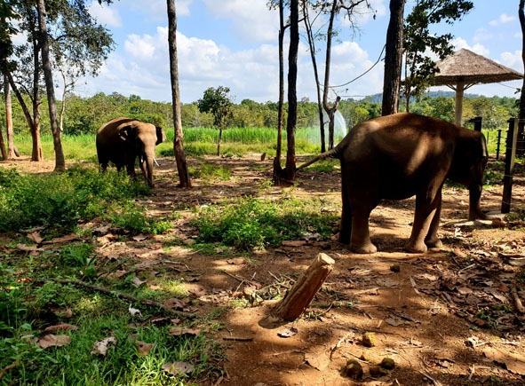 Voi rừng bị gặp nạn được Trung tâm Bảo tồn voi Đắk Lắk cứu hộ, chăm sóc. 