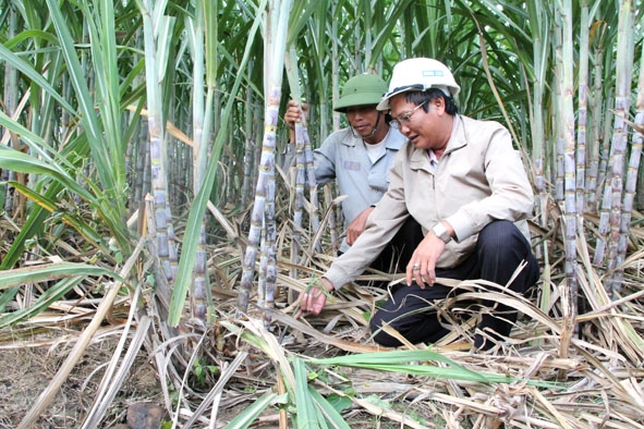 Phó Tổng Giám đốc Công ty Cổ phần Mía đường 333 Lê Tuân (bìa phải) kiểm tra, hướng dẫn nông dân cách chăm sóc cây mía.