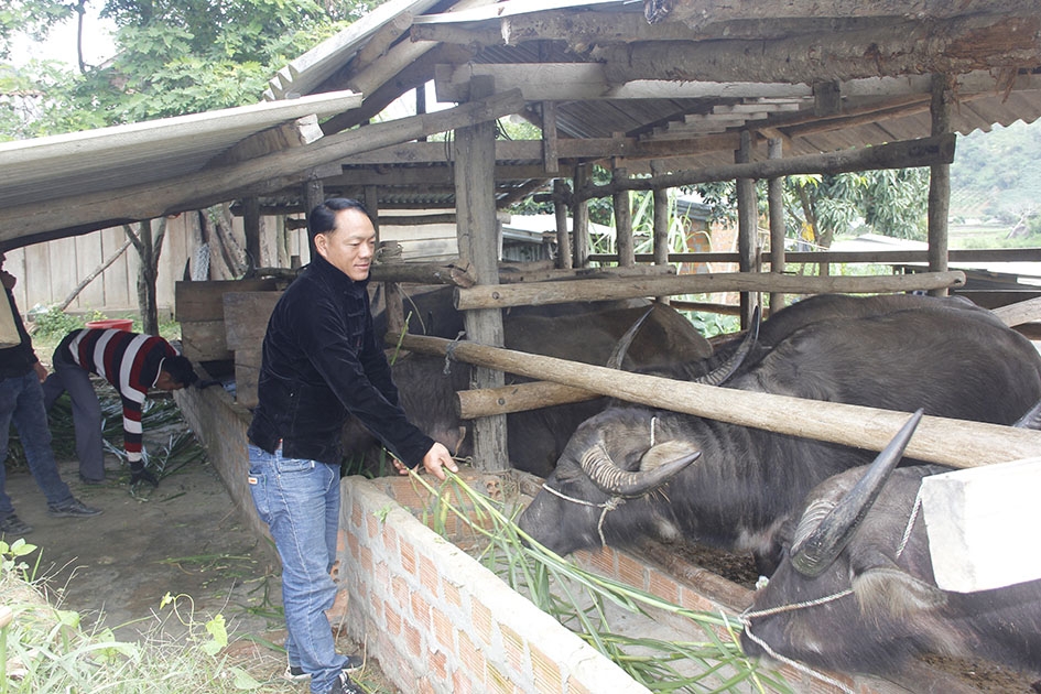 Ông Vàng A Chá chăm sóc đàn trâu của gia đình.