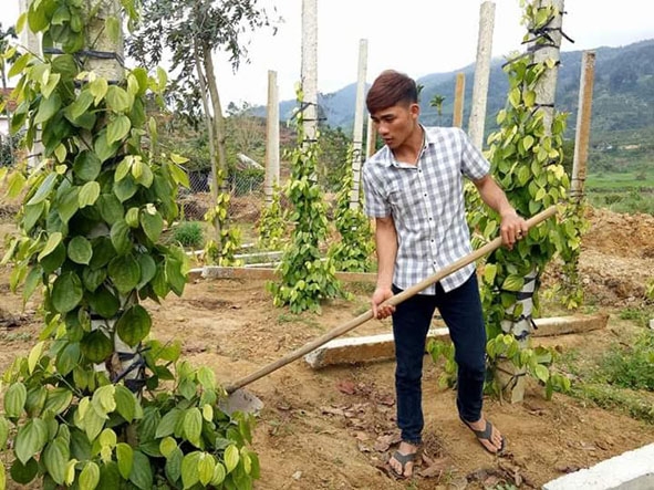 Anh Phi chăm sóc, cải tạo vườn tiêu. 