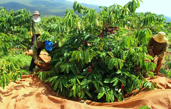 Mùa thu hái cà phê cũng là cơ hội kiếm thêm thu nhập của những người lao động. 