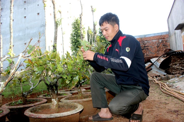 Anh Nguyễn Văn Hưng kiểm tra tiến độ ra nụ của cây mai.