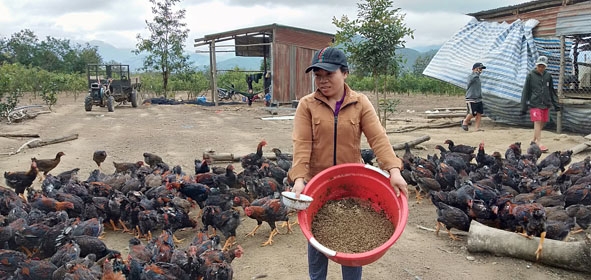 Chị Vân đang cho gà ăn  ấu trùng. 