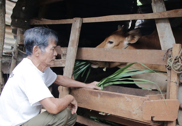 Ông Trần  Xuân Minh chăm sóc  con bò  do Hội  Nạn nhân CĐDC/dioxin huyện Krông Búk hỗ trợ.  