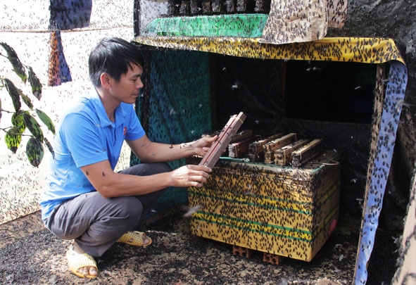 Mô hình  nuôi ruồi lính đen  tại thị trấn Phước An,  huyện Krông Pắc. 
