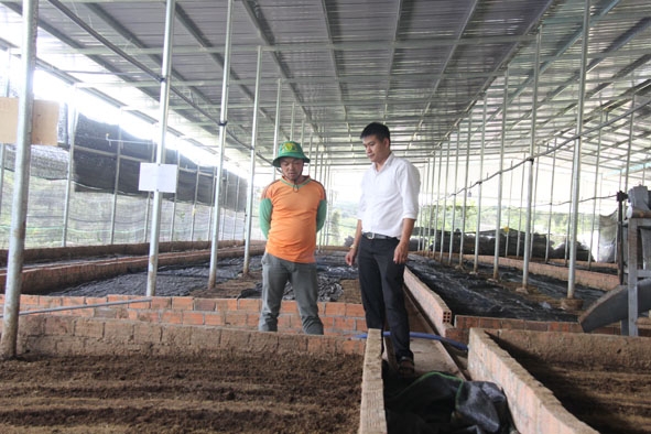 Anh Nguyễn Huy Quang (bên phải) kiểm tra trại nuôi giun quế. 