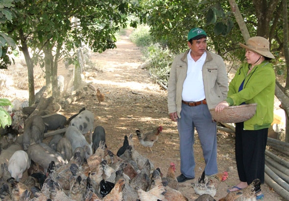 Lãnh đạo Hội Nông dân TP. Buôn Ma Thuột thăm trang trại chăn nuôi heo rừng lai và gà thả vườn của gia đình bà Trần Thị Thủy (xã Hòa Thắng). 