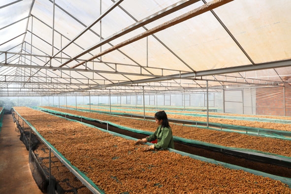 Sản xuất cà phê đặc sản ở Công ty TNHH Ngọc Mai Quang Trung, thôn Quang Trung, xã Ea Tân, huyện Krông Năng.