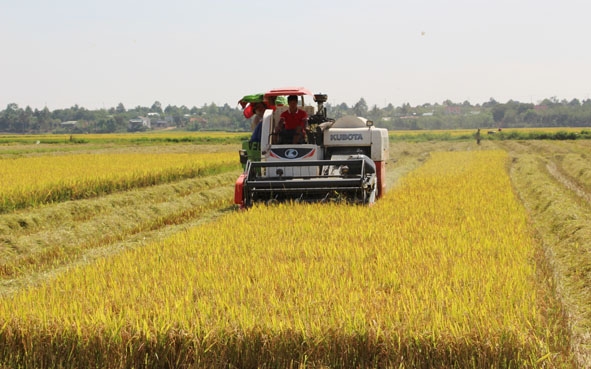 Nông dân  huyện  Krông Pắc thu hoạch lúa. 