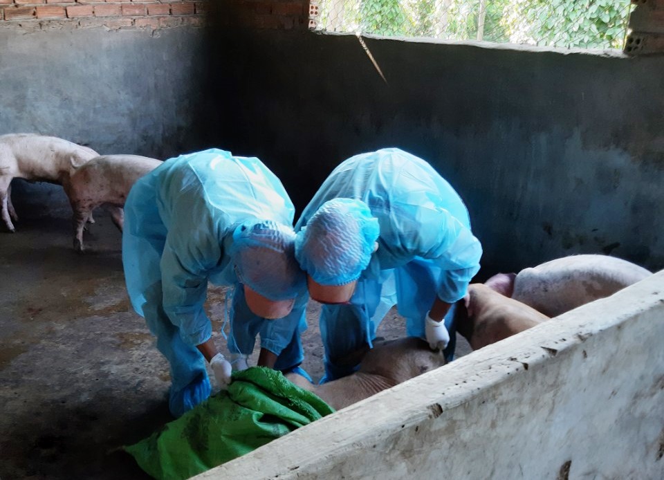 Lực lượng chức năng tiêu hủy số lợn bị dịch tả Châu Phi ở xã Hòa Thành.