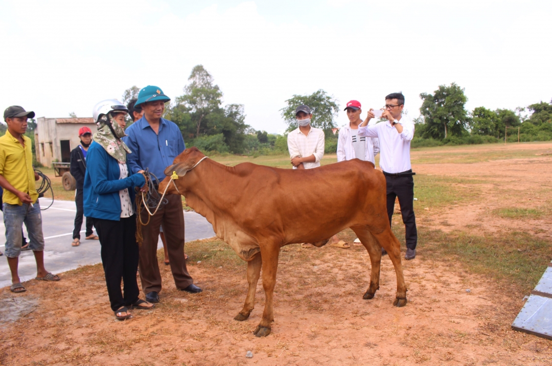 Các hộ nghèo được nhận hỗ trợ bò giống