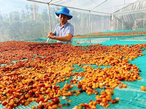 Sản xuất cà phê chứng nhận ở xã Ea Tân, huyện Krông Năng.