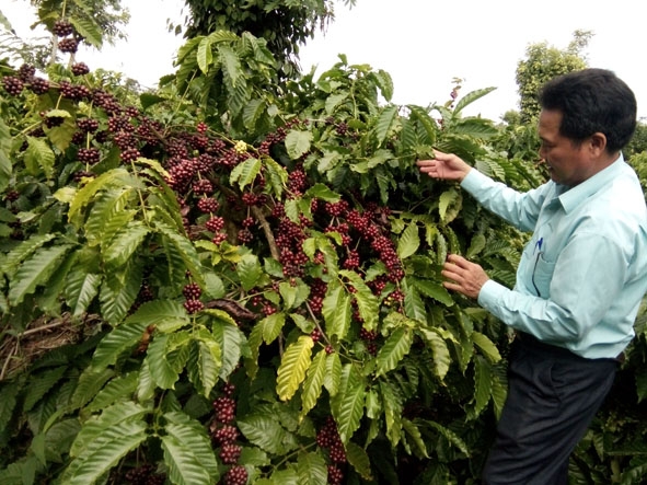 Ông Phạm Quyết Quyền (thôn 4, xã Ea Kao, TP. Buôn Ma Thuột) trong vườn cà phê liên kết sản xuất  theo chứng nhận 4C với Công ty TNHH MTV 2-9 Đắk Lắk.    Ảnh: C.Lai