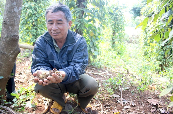 Ông Nguyễn Văn Triển thu gom tổ kén sâu róm đỏ dưới gốc bơ.