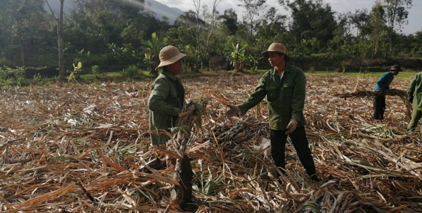 Người dân thu gom mía sau thu hoạch.