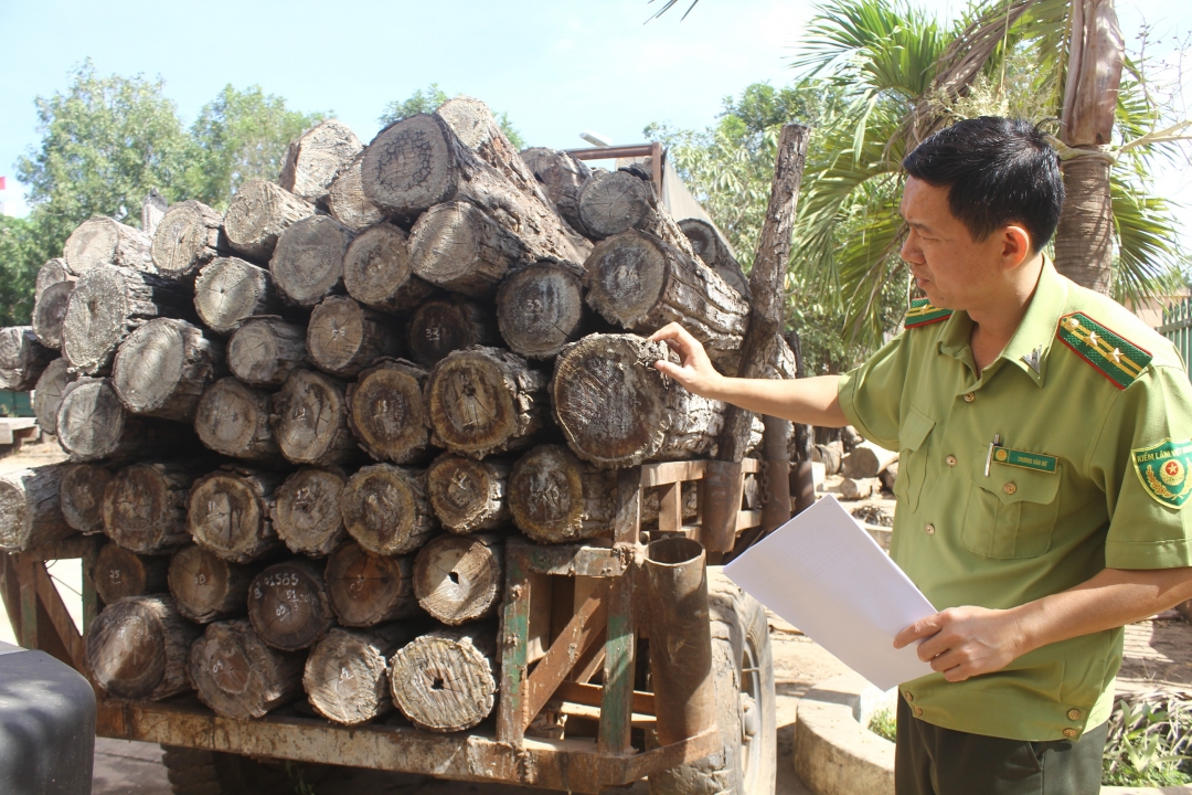 Một phương tiện vận chuyển gỗ trái phép bị Hạt Kiểm lâm Ea Súp bắt giữ (Ảnh tư liệu)