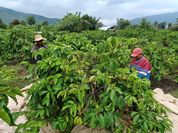 Vườn cà phê của người dân buôn Kiều.