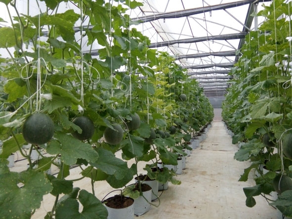 Vườn dưa lưới phục vụ Tết của Công ty Tinh Hoa Farm hiện đã được đặt hàng hết. 