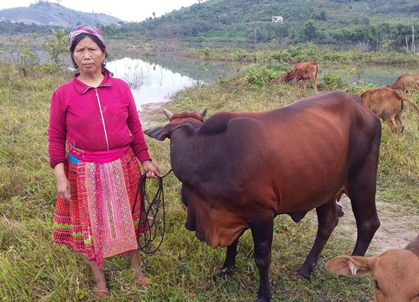 Bò cái sinh sản của gia đình anh Lý Seo Hòa sinh trưởng tốt do được chăm sóc kỹ lưỡng.  