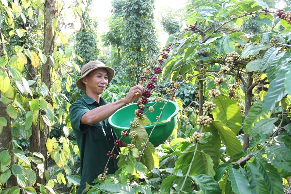 Vườn cà phê sản xuất theo hướng hữu cơ ở thành phố Buôn Ma Thuột.