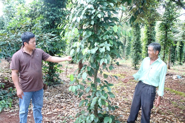 Già làng Triệu Tiến Quang (bên phải) chia sẻ kinh nghiệm sản xuất với người dân.