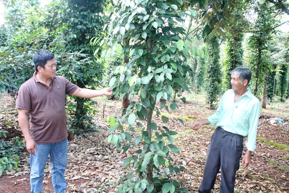 Già làng Triệu Tiến Quang (bên phải) chia sẻ kinh nghiệm sản xuất với người dân.