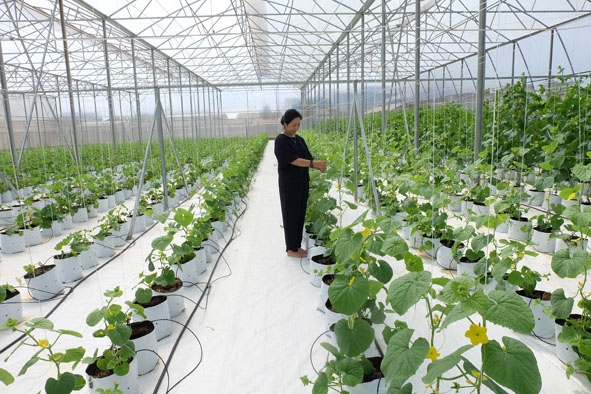 Nông nghiệp ứng dụng công nghệ cao được thành phố chú trọng thu hút đầu tư. Trong ảnh: Tinh Hoa farm Công ty TNHH cơ khí Viết Hiền. 