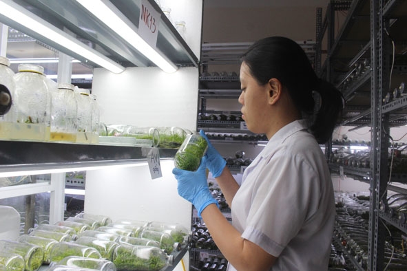 Cán bộ Viện Công nghệ Sinh học và Môi trường (Trường Đại học Tây Nguyên) nghiên cứu nhân giống hoa lan.