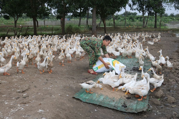 Đàn vịt  siêu trứng của Tiểu đoàn 303 mỗi ngày  cung cấp hàng trăm quả trứng sạch cho các bếp ăn. 