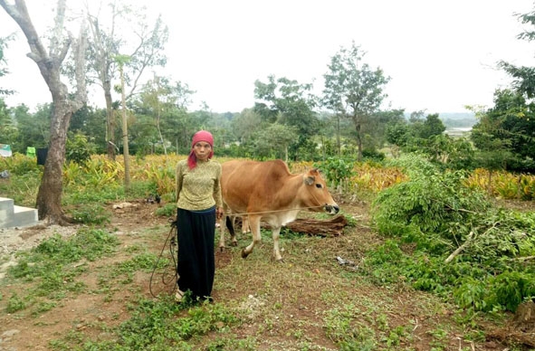 Gia đình bà H'Rôn Niê (xã Ea Drông) được hỗ trợ làm nhà và hỗ trợ bò phát triển sản xuất.