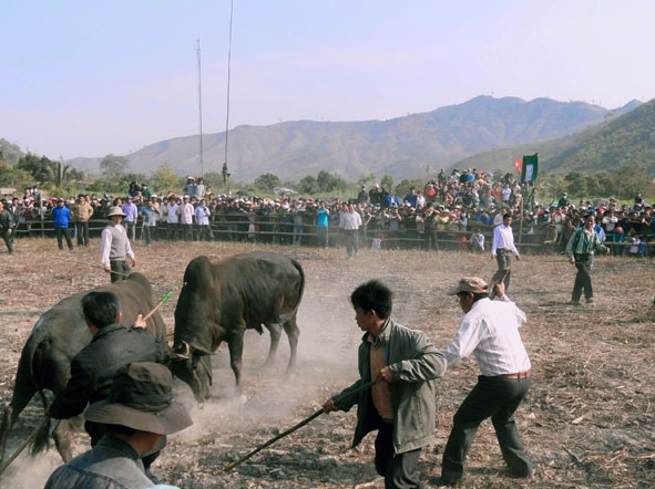 Chọi bò tại lễ hội mừng xuân ở Ea Lang, xã Cư Pui.