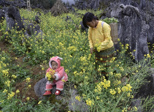 Theo mẹ lên nương cải.