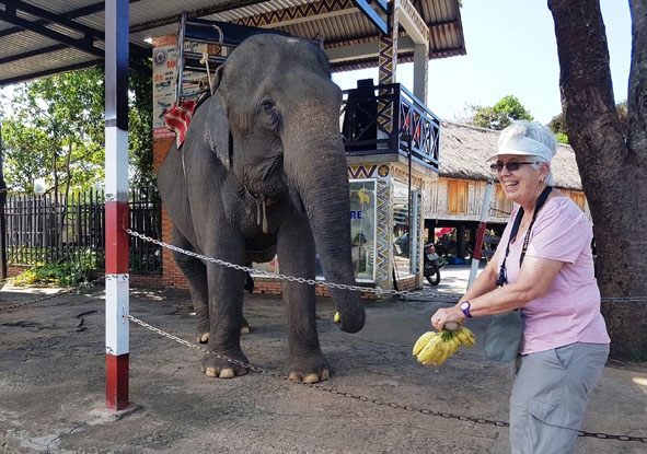 Du khách nước ngoài thích thú cho voi ăn.