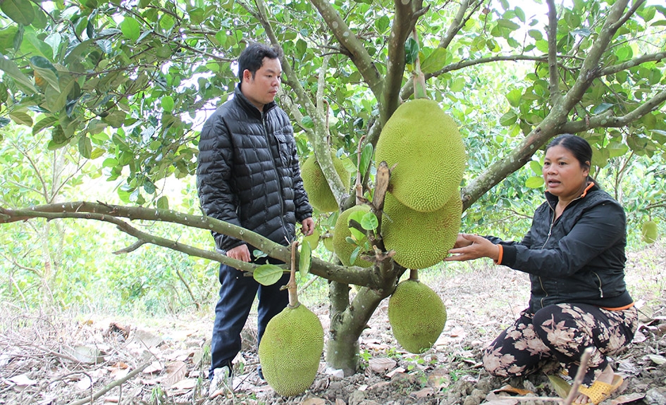 Nông dân xã Ea Kênh (huyện Krông Pắc)  thu hoạch sầu riêng. 