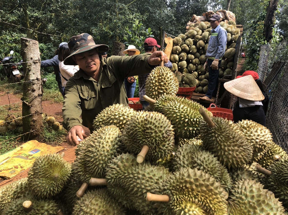 Mô hình trồng mít Thái  của hộ nông dân xã Ea Sô  (huyện Ea Kar).