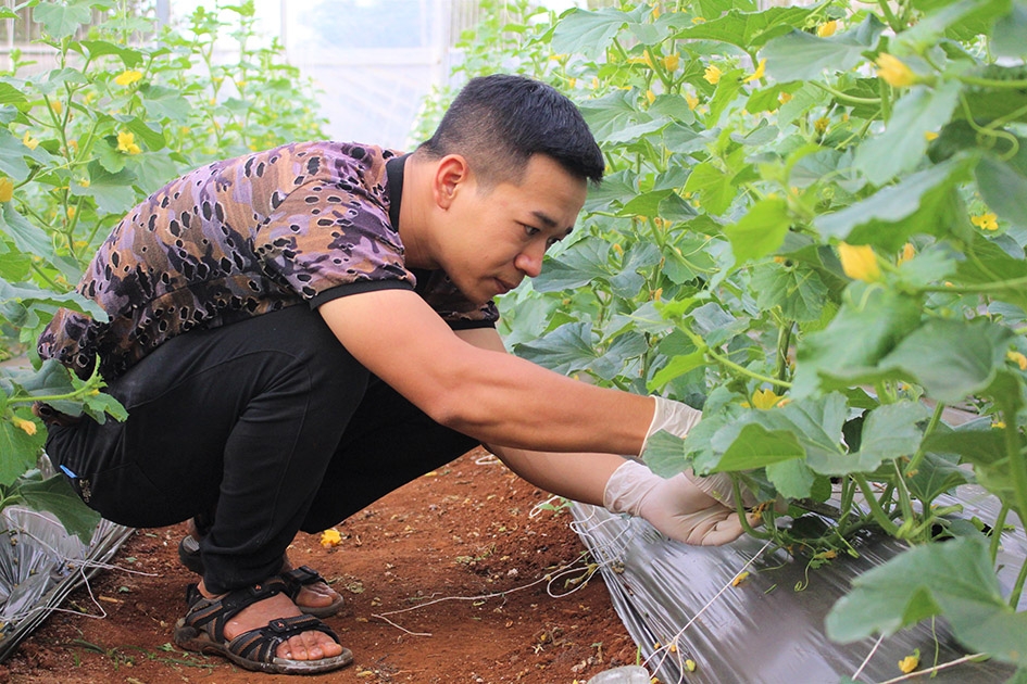 Anh Tạ Vũ Thanh Đạt (huyện Cư M’gar)  chăm sóc vườn  dưa lưới. 