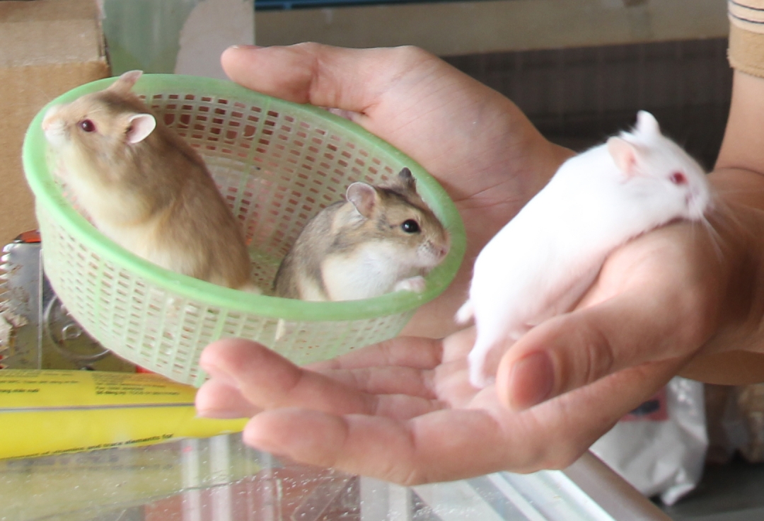 Những chú Hamster màu trắng và xám được nhiều người nuôi thích.