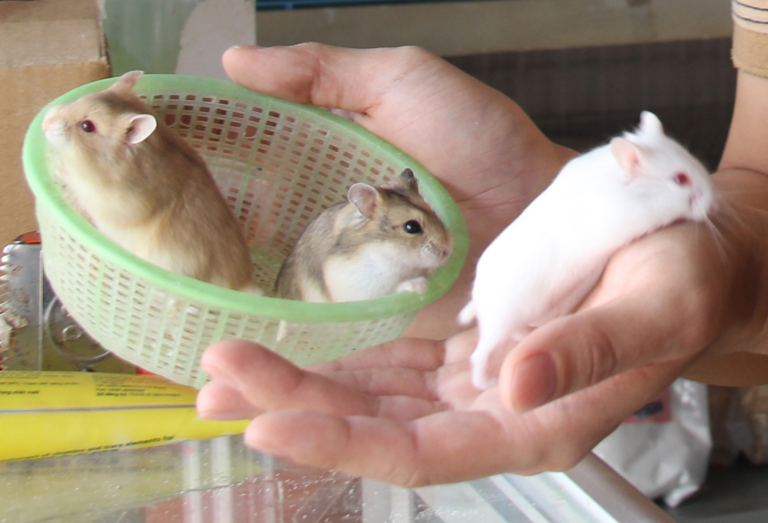 Những chú Hamster màu trắng và xám được nhiều người nuôi thích.