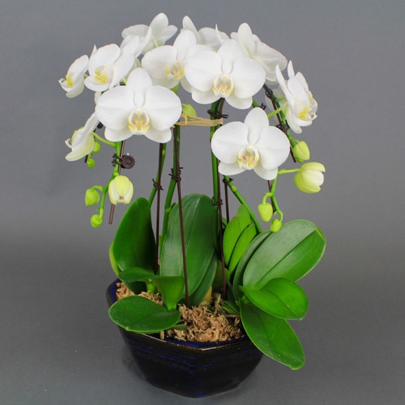 Một giò lan đẹp thay cho lời chúc bình an (Ảnh minh họa)